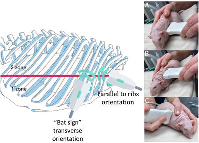 The Rat Thoracic Ultrasound protocol: scanning technique and normal findings